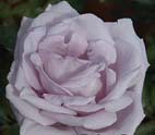 White Realistic Rose